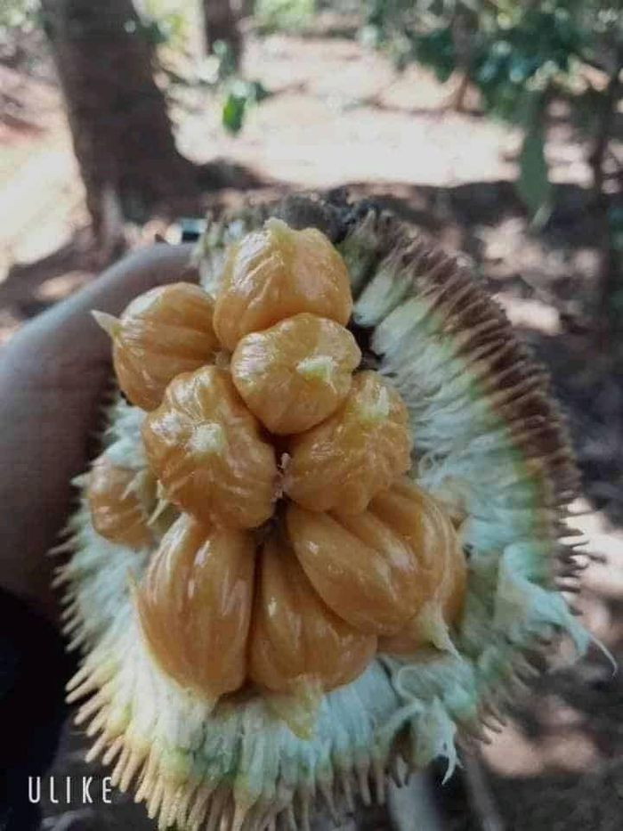 Nhìn những múi mít chi chít như này, ai cũng thích thú.