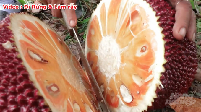 Thậm chí còn có quả mít xuất hiện trên mạng với màu đó lạ mắt nhưng cuối cùng tất cả phát hiện ra đó chỉ là do con người sơn vào.