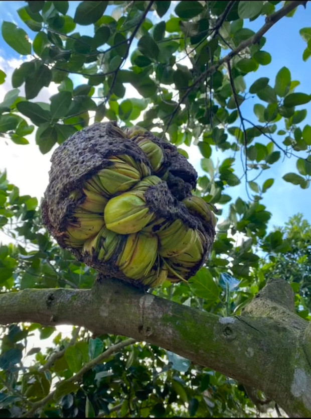 Không chịu lớn bình thường như những người anh em của mình, theo chủ nhân cây mít, ngay từ lúc chưa chín, quả trên cây này đã nứt hết ra.