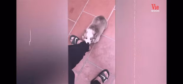 Theo đánh giá của nhiều người, lần "comeback" này của Linh Ka là khá thuận lợi vì không dễ để có lại được số người follow cao như vậy.