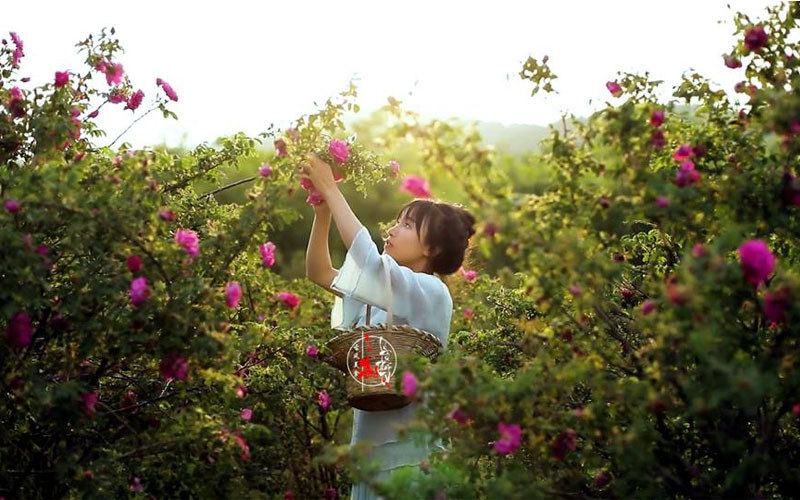 Video của Lý Tử Thất mới đây thu hút hơn 60 triệu lượt xem trên Douyin, vào top chủ đề nổi bật trên Weibo. Các fan của "tiên nữ đồng quê" xứ Trung cho biết vui mừng khi cô trở lại, tiếp tục sáng tạo.