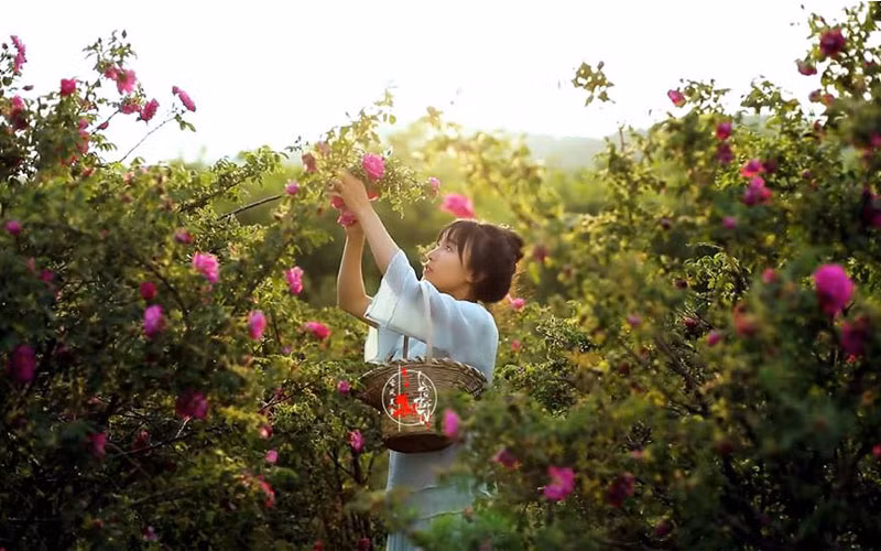 Video của Lý Tử Thất mới đây thu hút hơn 60 triệu lượt xem trên Douyin, vào top chủ đề nổi bật trên Weibo. Các fan của "tiên nữ đồng quê" xứ Trung cho biết vui mừng khi cô trở lại, tiếp tục sáng tạo.