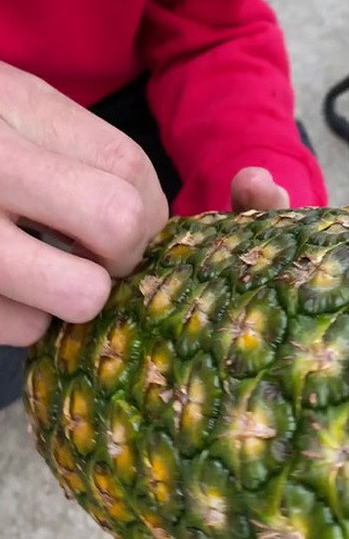 Thực tế thì vào năm 2019, một đoạn clip được tài khoản @dillonroberts22 chia sẻ trên TikTok về cách ăn dứa độc lạ thế này đã sớm "gây bão" mạng xã hội