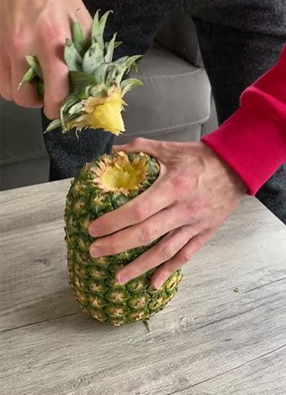 Tiếp đến là công đoạn dùng tay đè phần thân và lăn đều quả dứa, giống hệt như động tác mát xa cho nó. Một lúc sau khi cảm thấy quả dứa đã bắt đầu trở nên mềm hơn, khoảng 3 phút, rồi thì hãy thử rút một 'mắt' của nó ra khỏi thân, bạn sẽ thấy điều kỳ diệu: Mắt sẽ mang theo cả phần 'thịt' dứa đi theo cùng.