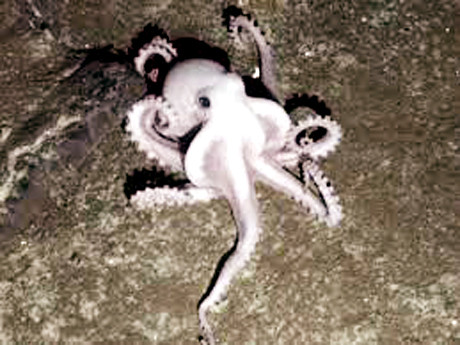 Dac san o Quang Ninh, gia bac trieu nhung co tien cung kho mua-Hinh-3