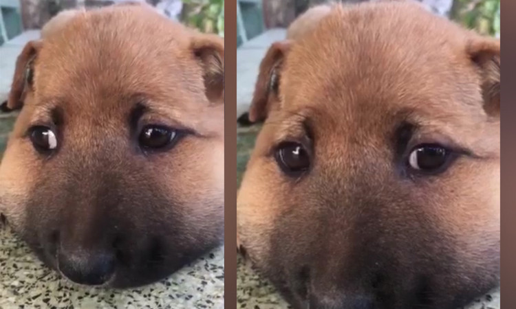 "Có cái môi trên sưng vù thôi mà khuôn mặt trông tệ hại hẳn đi. Môi này thì đeo khẩu trang khó lắm. Mong là anh chàng sớm bình phục" hay "Ba mẹ tôi dặn là đừng bao giờ cười trên nỗi đau của người khác, nhưng trường hợp này thì không nhịn được." Một số bình luận của cư dân mạng để lại dưới bài viết của anh chàng sửa mạng bị ong đốt.