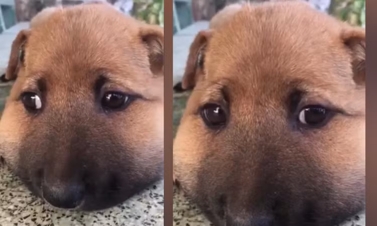 "Có cái môi trên sưng vù thôi mà khuôn mặt trông tệ hại hẳn đi. Môi này thì đeo khẩu trang khó lắm. Mong là anh chàng sớm bình phục" hay "Ba mẹ tôi dặn là đừng bao giờ cười trên nỗi đau của người khác, nhưng trường hợp này thì không nhịn được." Một số bình luận của cư dân mạng để lại dưới bài viết của anh chàng sửa mạng bị ong đốt.