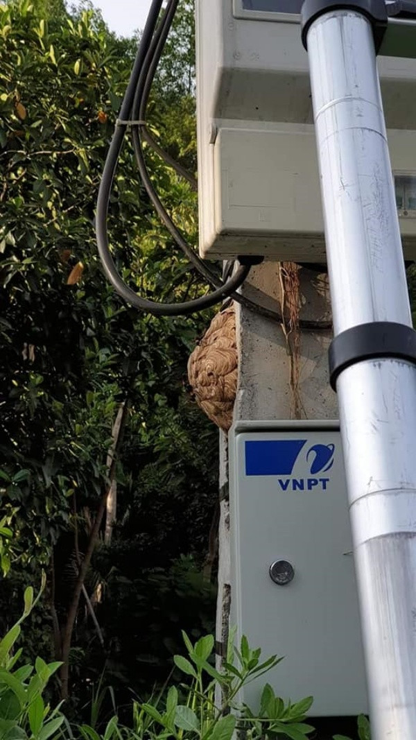 Đáng tiếc thay, một anh công nhân sửa mạng đã bị ong đốt ngay sau khi trèo lên cột điện.