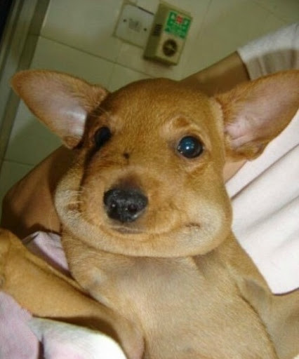 Mời quý độc giả xem video: Xử trí khi bị ong đốt - Nguồn: VTC14