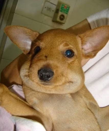 Mời quý độc giả xem video: Xử trí khi bị ong đốt - Nguồn: VTC14