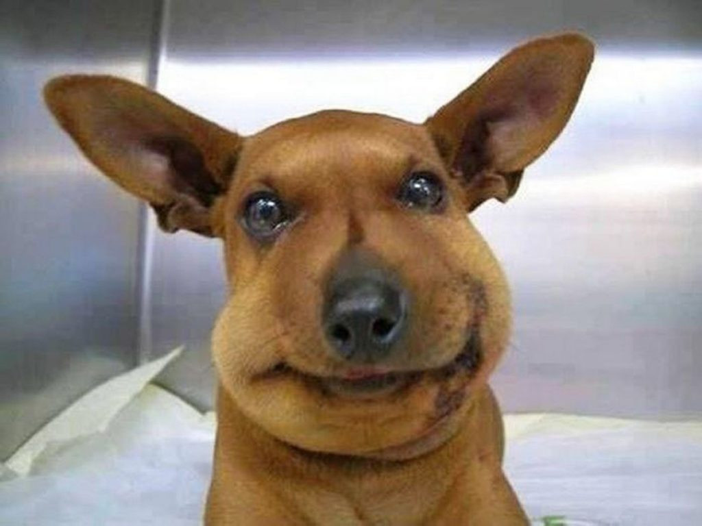 Trước đó, không ít trường hợp cả người lẫn động vật bị ong đốt khiến CĐM chú ý.