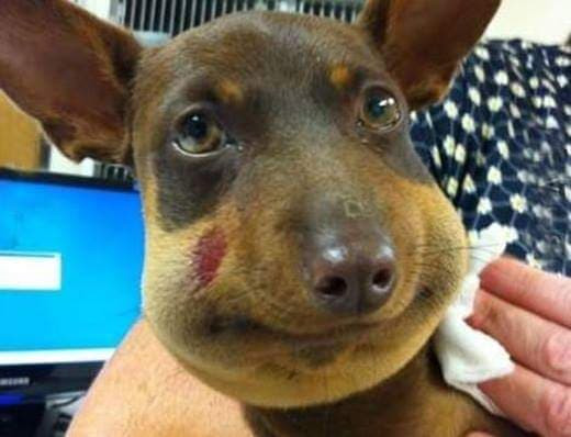 Một chú chó từng bị ong đốt đến biến dạng khuôn mặt.