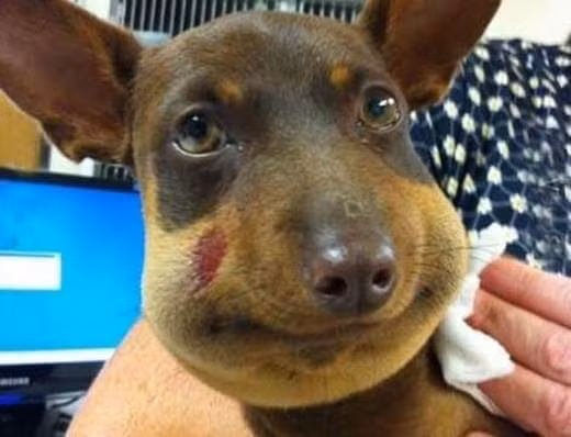 Một chú chó từng bị ong đốt đến biến dạng khuôn mặt.