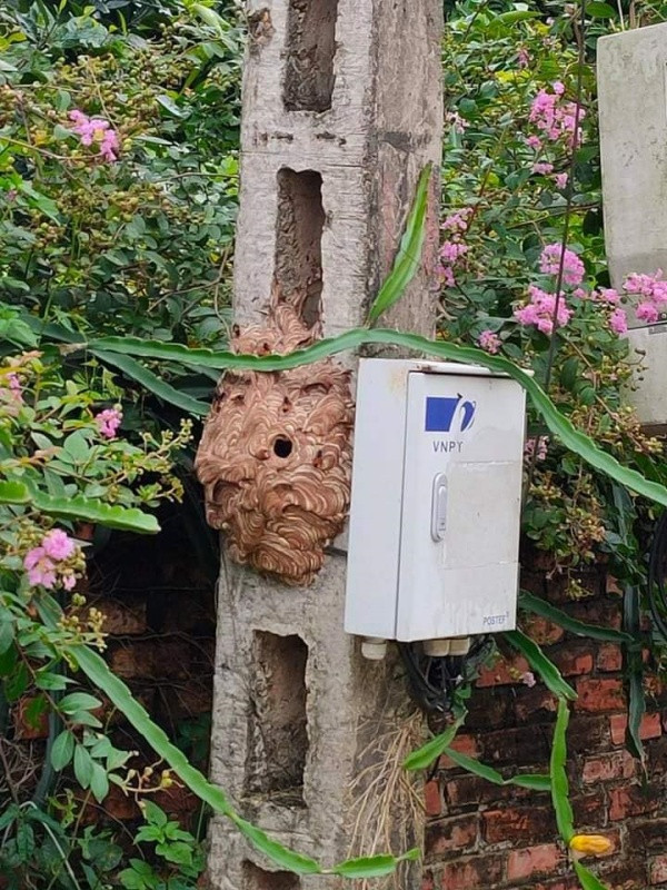 Cụ thể, theo loạt hình ảnh được chia sẻ có thể thấy rằng có một đàn ong vò vẽ làm tổ ngay trên cây cột điện, cạnh hộp cáp mạng. Điều này gây cản trở cho thợ điện trong việc kiểm tra các thiết bị bên trong chiếc hộp.