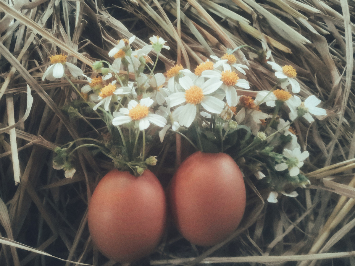 Nhân những ngày rảnh rang, bạn trẻ có tên Ngọc Anh đã thực hiện một bộ ảnh "couple trứng" khiến bất kỳ ai nhìn vào cũng phải "tan chảy" còn dân F.A thì hết phần "gato".