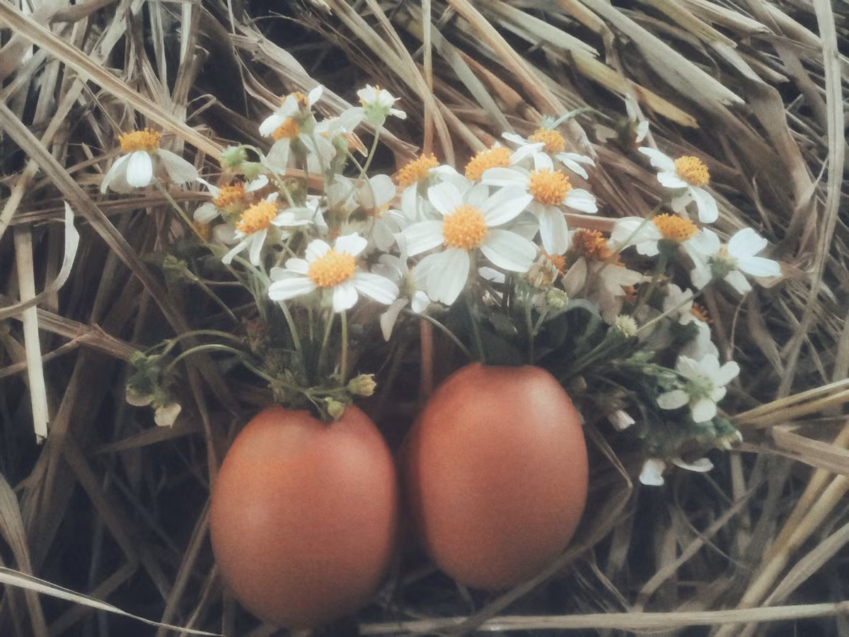 Nhân những ngày rảnh rang, bạn trẻ có tên Ngọc Anh đã thực hiện một bộ ảnh "couple trứng" khiến bất kỳ ai nhìn vào cũng phải "tan chảy" còn dân F.A thì hết phần "gato".