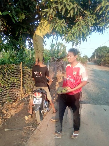 Chẳng cần công cụ gì quá cao siêu, chỉ cần độ cao vừa đủ "7749" màn trộm xoài đã được diễn ra trót lọt.