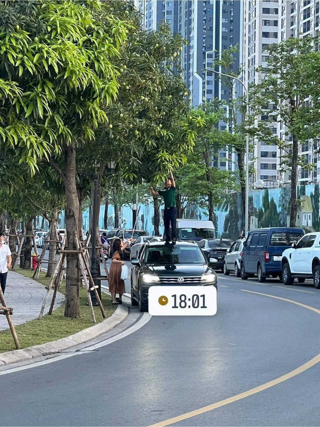 Mới đây, trên mạng xã hội một cặp đôi đã có màn trộm xoài cực bá đạo. Thay vì dùng xào hay gậy dài như bình thường, người đàn ông đã đứng lên nóc chiếc xe ô tô để với lên cây.