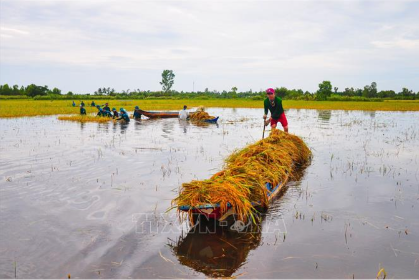 Bo doi, dan quan tu ve ngam minh duoi nuoc giup dan cat lua-Hinh-3