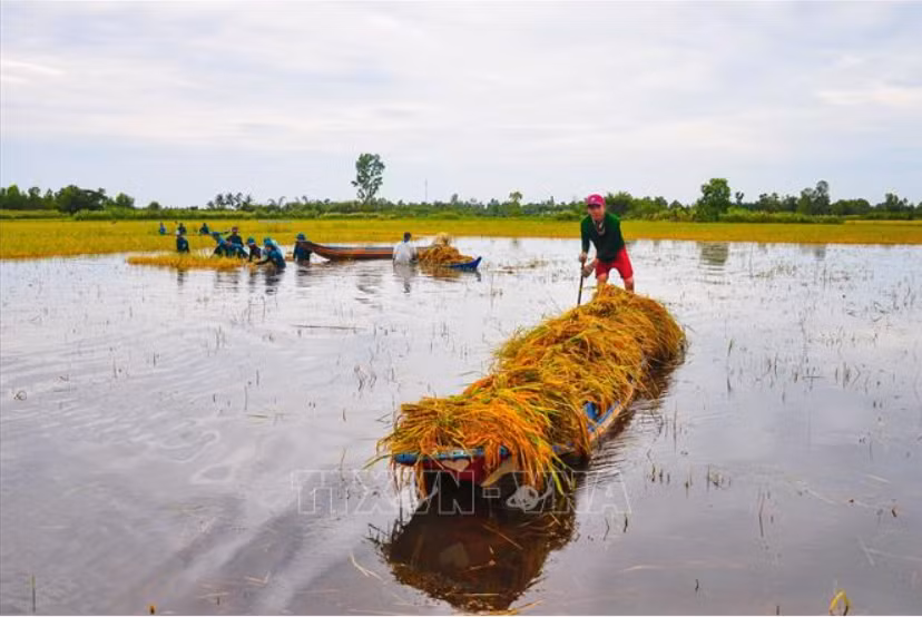 Bo doi, dan quan tu ve ngam minh duoi nuoc giup dan cat lua-Hinh-3