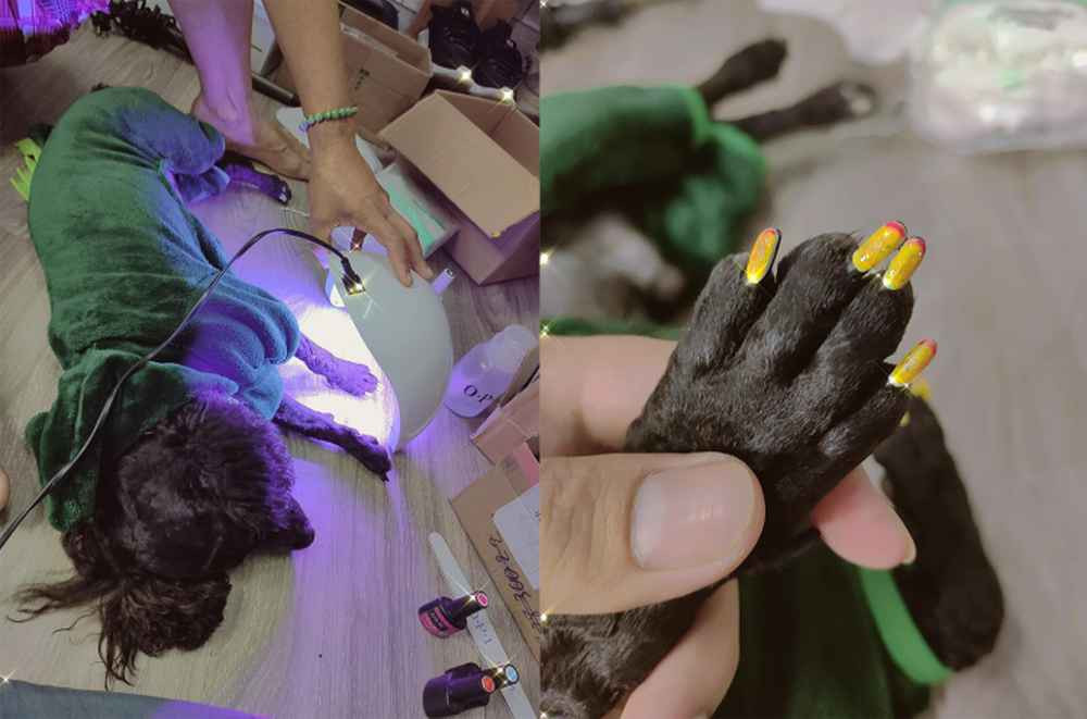 Nhìn bộ móng này đã đủ biết ai là bà chủ của căn nhà này chưa?