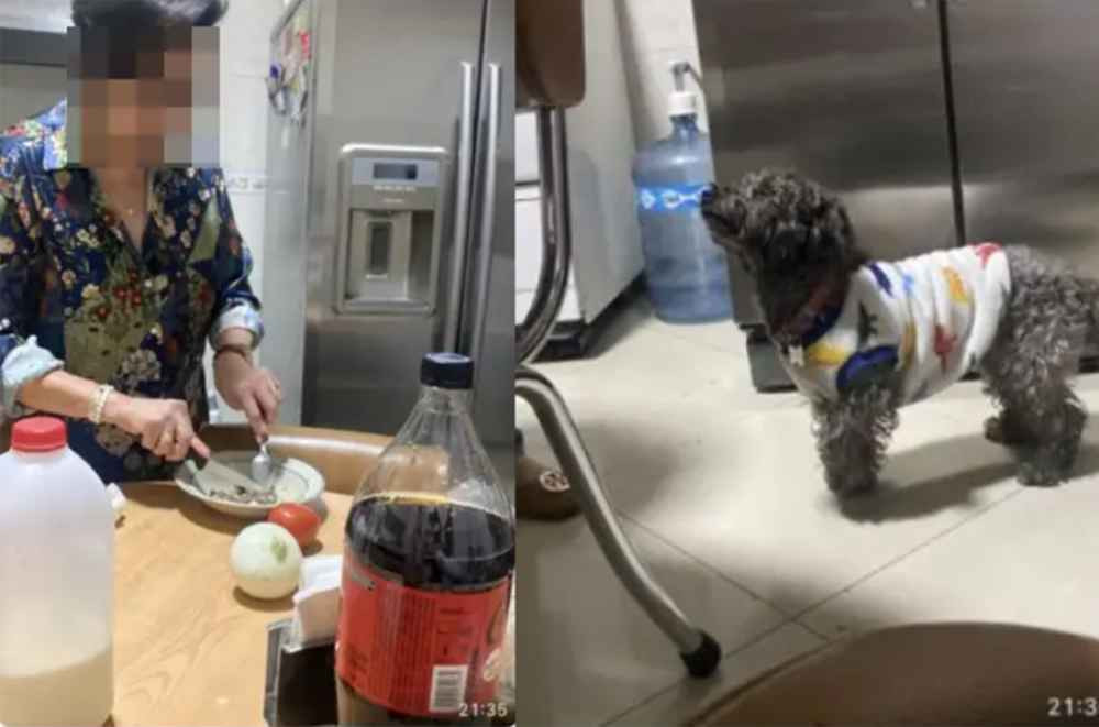 Con ruột đòi ăn thì bảo tự lăn vào bếp, chứ "con ghẻ" bốn chân này tới giờ ăn là mẹ tự khắc cơm bưng nước rót liền.