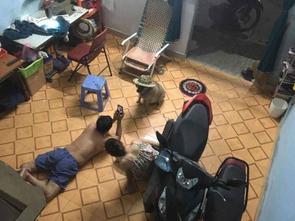 Lý do điện thoại bố mẹ chẳng thấy hình con đâu, chỉ toàn hình chó mèo.