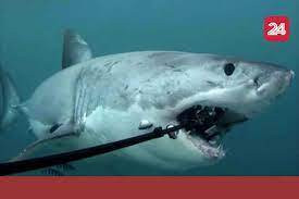 Sau 1 hồi truy tìm, nghi phạm số 1 về chuyện đứt cáp quang biển đã được dân mạng tìm ra và đó là cá mập.