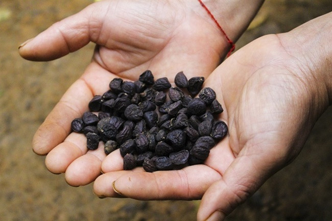 Hiện nay, bằng phương pháp mới, cây dổi chỉ sau khi trồng 3 năm là đã cho quả.