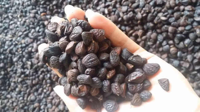 Khi cầm trên tay nắm hạt này, ai cũng nghĩ chúng chẳng hề có giá trị. Tuy nhiên, trong những năm gần đây thứ hạt được ví như "vàng đen" này đang mang lại nguồn thu lớn cho nhiều người.