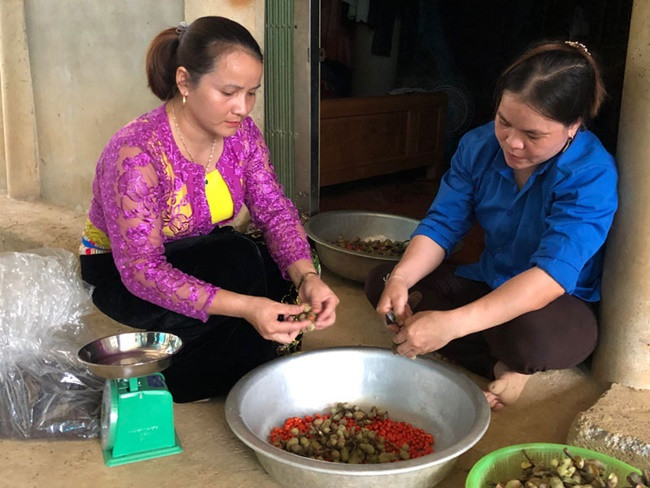 Sau 7-8 năm trồng, cây dổi mới cho quả bói. Mỗi cây cho 2-3kg hạt, giá bán hạt khô lên đến 1,5 triệu đồng - 2 triệu đồng/kg.