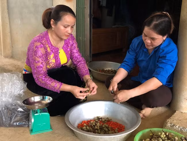 Sau 7-8 năm trồng, cây dổi mới cho quả bói. Mỗi cây cho 2-3kg hạt, giá bán hạt khô lên đến 1,5 triệu đồng - 2 triệu đồng/kg.