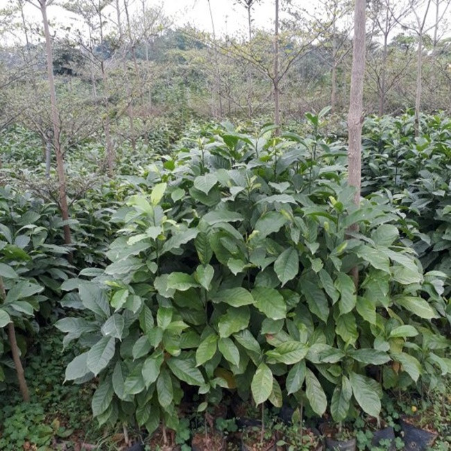 Từ xưa cây dổi mọc hoang trên khắp các cánh rừng. Tuy nhiên, khi biết giá trị của hạt dổi, nhiều người đã mang chúng về trồng..