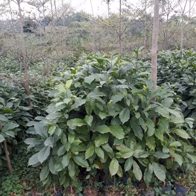 Từ xưa cây dổi mọc hoang trên khắp các cánh rừng. Tuy nhiên, khi biết giá trị của hạt dổi, nhiều người đã mang chúng về trồng..