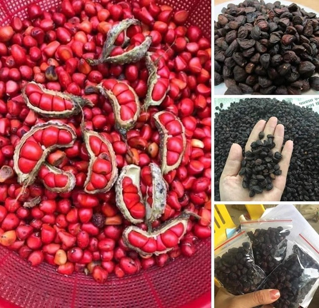 Mặt khác, trong thành phần hạt dổi có chứa tinh dầu rất tốt cho sức khỏe cho nên người ta còn dùng hạt dổi để làm dược liệu chữa bệnh