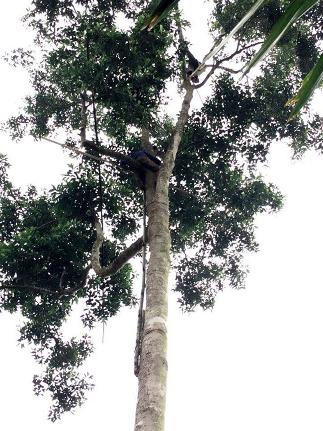 Ngoài hạt thì cây dỗi còn cho gỗ thu hoạch sau 20-40 năm. Mỗi cây có giá hơn cả cây vàng tức hơn khoảng 50 triệu đồng.