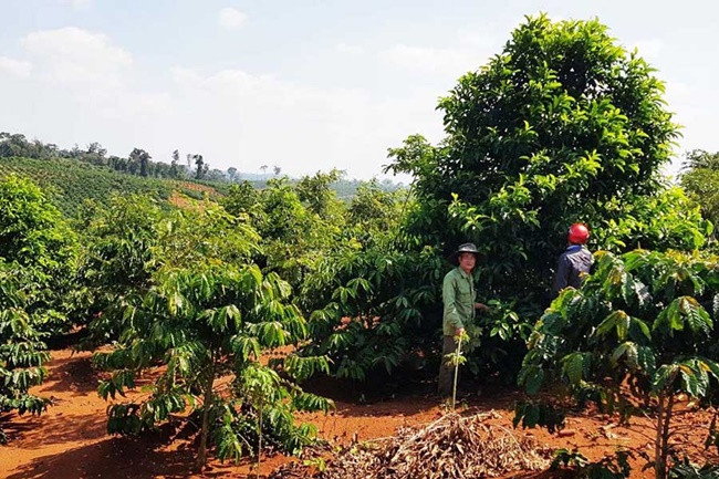 Trước khi dùng, hạt dổi được nướng sẽ giữ được mùi thơm. Sau đó, giã hạt ra cho vào các món ăn làm gia vị rất thơm.