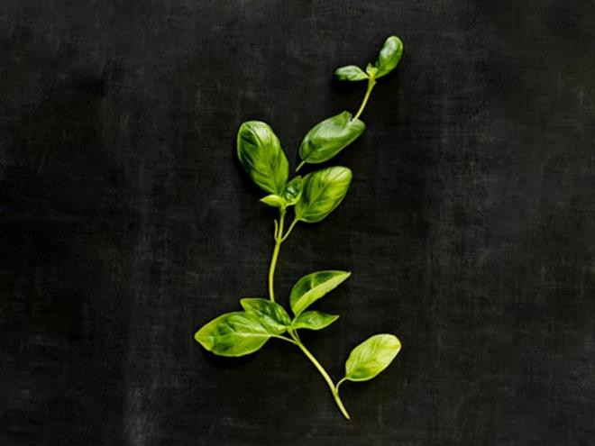 Húng quế: Một số nghiên cứu chứng minh rằng, thường xuyên tiêu thụ húng quế giúp cơ thể chống lại nhiều vi khuẩn khác nhau, đặc biệt là vi khuẩn gây bệnh về tiêu hóa.