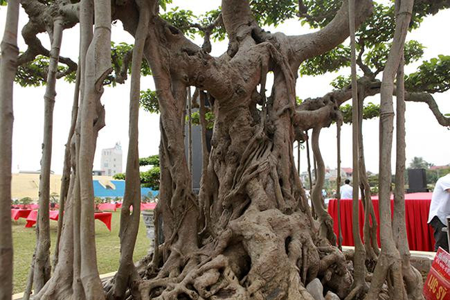 Cay canh “luc si” 18 ty dong, bau vat de doi hay “chem gio“?-Hinh-4