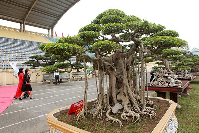 Cay canh “luc si” 18 ty dong, bau vat de doi hay “chem gio“?-Hinh-2