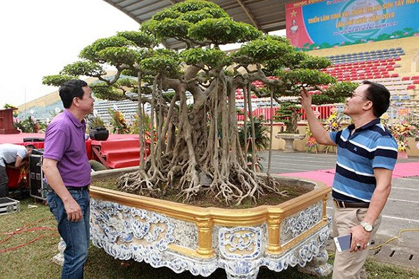 Cay canh “luc si” 18 ty dong, bau vat de doi hay “chem gio“?