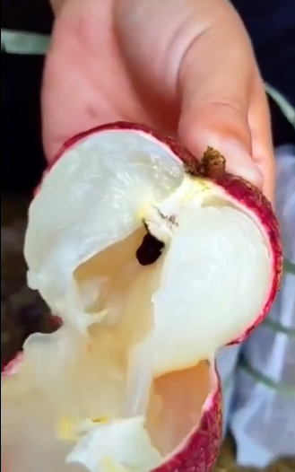 Sau khi đoạn clip bổ quả vải mơ ước được lên sóng, dân mạng để lại vô vàn bình luận thích thú và ai cũng mong rằng mình được một lần thưởng thức cực phẩm này.