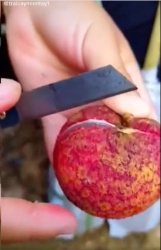 Cụ thể, trên TikTok ghi lại clip bóc quả vải, có thể thấy nó khác rất nhiều so với vải cùi mỏng hạt to chúng ta vẫn thường mua ngoài chợ.