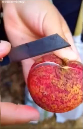 Cụ thể, trên TikTok ghi lại clip bóc quả vải, có thể thấy nó khác rất nhiều so với vải cùi mỏng hạt to chúng ta vẫn thường mua ngoài chợ.