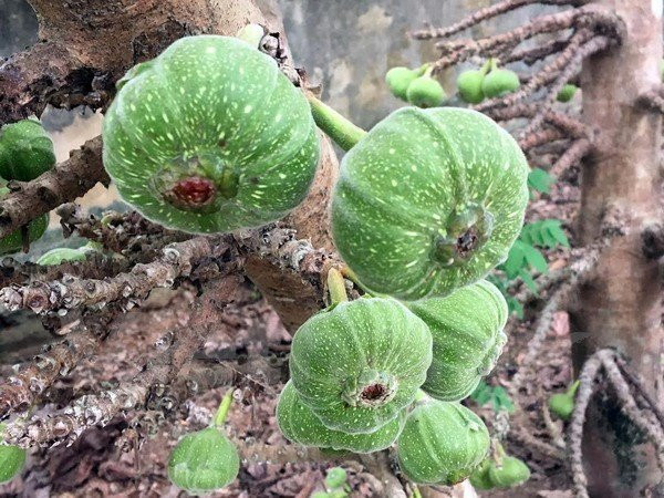 Dân mạng khác bình luận: "Cây vải nó mọc quả cả từ gốc lên, như cây này đẹp do quả sai trĩu chứ nó cũng không hiếm đâu. Còn cây sung mà quả mọc hẳn từ gốc thì mới là của hiếm đấy".