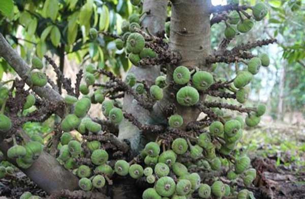 Ngoài ra còn có thể làm vả muối xổi, làm nộm hoặc đem hầm với chân giò - riêng món này ăn lợi sữa cho bà bầu.