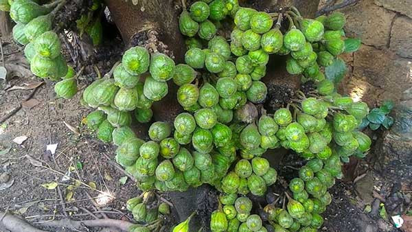 "Nhìn cái lá như thế này mà là cây sung được à, đó là cây vải. Cây này mà chủ nhà bảo là cây sung thì đúng là chủ nhà bị lừa rồi", một dân mạng viết.
