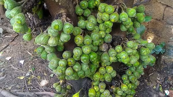 "Nhìn cái lá như thế này mà là cây sung được à, đó là cây vải. Cây này mà chủ nhà bảo là cây sung thì đúng là chủ nhà bị lừa rồi", một dân mạng viết.