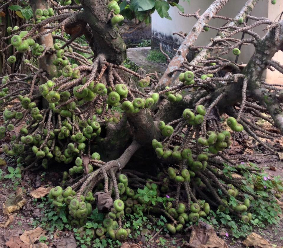 Khi còn xanh, quả vả có phần cơm bên trong màu trắng, ăn rất chát, hợp để chấm mắm.