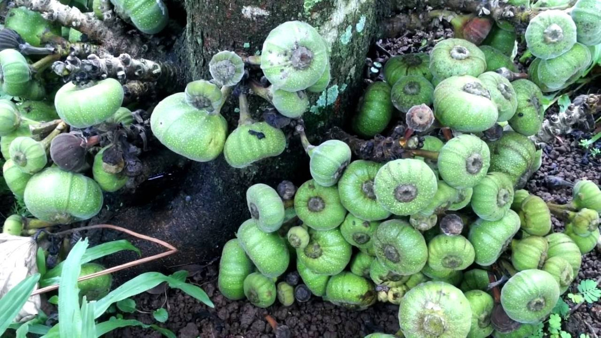  Quả vả trông khá giống quả sung, nhưng to hơn và đặc biệt khi chín có dòng mật ngọt lịm chảy ra rất hấp dẫn.